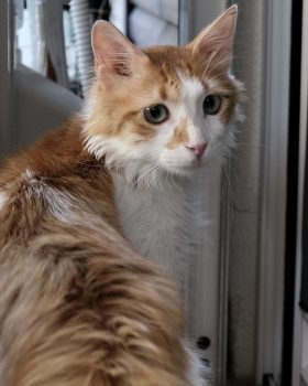 Orange and white cat looking over shoulder